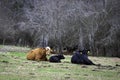 Cows and calf loafing in winter pasture