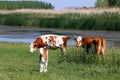 Cows and calf on pasture Royalty Free Stock Photo