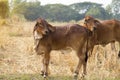 Cows calf standing standing on rice fields Royalty Free Stock Photo