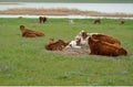 Cows with calfs are grazed on the river bank Manych. Kalmykia