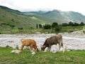 Cows calfs on mountain summer pasture near the river Royalty Free Stock Photo