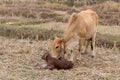 Cows calve