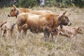 Cows with calves in the countryside. Cattle, livestock