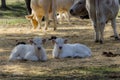 Cows and calves in the field Royalty Free Stock Photo