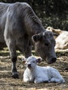 Cows and calves in the field Royalty Free Stock Photo