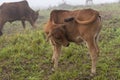 Cows and calves on the farm with dense fog background at dawn part 18 Royalty Free Stock Photo