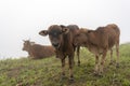 Cows and calves on the farm with dense fog background at dawn part 3 Royalty Free Stock Photo