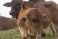 Cows and calves on the farm with dense fog background at dawn part 6 Royalty Free Stock Photo