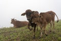 Cows and calves on the farm with dense fog background at dawn part 4 Royalty Free Stock Photo