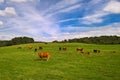 Cows and calves in field