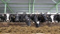 Cows and calves on a livestock farm