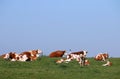 Cows and calves in pasture Royalty Free Stock Photo