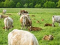 Cows and calves in a pasture near