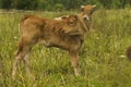 Cows and calves in the pasture.