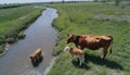 Cows & calves by river on rural summer meadow Royalty Free Stock Photo