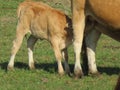 Cows and calves suckling and grazing farm animals in the field