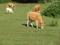 cows and calves suckling and grazing farm animals in the field