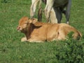 cows and calves suckling and grazing farm animals in the field