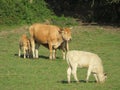 cows and calves suckling and grazing farm animals in the field