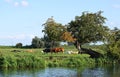 Cows In The Cambridgeshire Fens