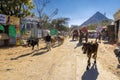 Cows and camels on the path for Savitri Mata temple