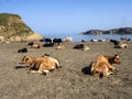 The Cows among Caravans of tourists in a beautiful bay, Albania