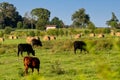 Cows on cattle farm grazing in meadow pasture during afternoon sunset with barn and hay bales Royalty Free Stock Photo