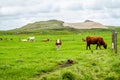 Cows and Cattle in fron of sand dune in County Donegal - Ireland