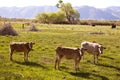 Cows cattle grazing in California meadows