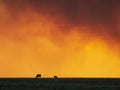 Cows, Cattle Grazing, Sunrise, Sunset