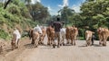 Cows and cattle in the Omo Valley of Ethiopia