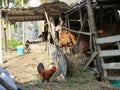 Cows and chicken in little barn in the countryside in Vietnam