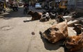 Cows chilling in the street of the Blue City, Jodhpur, Rajasthan, India Royalty Free Stock Photo