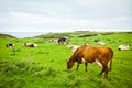Cows on the cliff Royalty Free Stock Photo