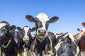 Cows close together in a group friendly looking and a blue sky