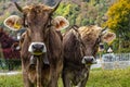 Cows close-up in the italian alps