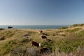 Cows on coastal footpath between Durlston and Dancing Ledge Royalty Free Stock Photo