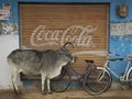 Cows and Coke Royalty Free Stock Photo