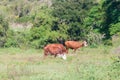 Cows in Colonia Carlos Pellegrini