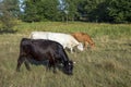 Cows in color blach, brown and white grazing at the meadow