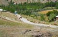 Cows are coming back home from pasture, Sivas, Turkey Royalty Free Stock Photo