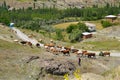 Cows are coming back home from pasture, Turkey Royalty Free Stock Photo