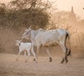 Cows coming home at countryside Royalty Free Stock Photo