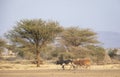 Cows are coming home Royalty Free Stock Photo