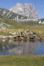 Cows con the lake near the Gran Sasso