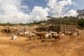 Cows and a construction site in Omo valley, Ethiop Royalty Free Stock Photo