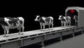 Cows on the conveyor belt, 4K. Seamless loop, alpha channel.