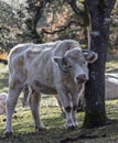 Cows in the field Royalty Free Stock Photo