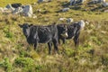 Cows at Countryside, Maldonado, Uruguay