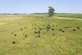 Cows in the coutryside, aerial view,